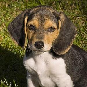 Beagle kuva - Beagle rodun edustaja